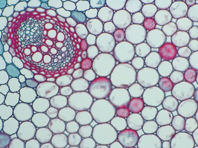 Plant Vascular Tissue Slides - Plant Vascular Tissue 01 200X